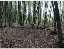 Dichter Wald mit hohen, dünnen Bäumen, einer mit Laub bedeckten Erde und vereinzelten umgestürzten Baumstämmen. Im Hintergrund ist Tageslicht sichtbar, das durch das Blätterdach einfällt.