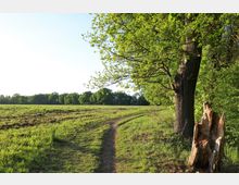 Ein Waldweg mit Grasbewuchs führt entlang einer offenen Wiese, die von Bäumen umgeben ist. Rechts steht ein großer Baum, daneben ein abgeschnittener Baumstamm, während die Szene in hellem Sonnenlicht beleuchtet ist.