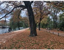 Herbstliche Uferpromenade mit großen Bäumen, deren Laub den Boden bedeckt. Im Hintergrund ist ein Fluss mit Geländer sichtbar, daneben ein Weg, auf dem eine Person Fahrrad fährt. Auf der rechten Seite stehen Parkbänke unter Bäumen.
