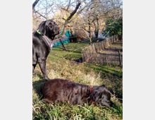 Zwei schwarze Hunde stehen und liegen auf einer grasbewachsenen Fläche in einem Garten mit kahlen Bäumen. Im Hintergrund sind ein Holzzaun, ein kleiner Unterstand und ein grünes Gebäude erkennbar.