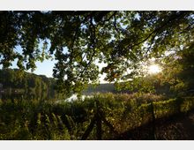 Ein See in einer waldreichen Landschaft, umgeben von dichtem Schilf und Bäumen, durch deren Blätter die untergehende Sonne scheint. Im Vordergrund ist ein schattiger Weg mit einem Holzzaun sichtbar.