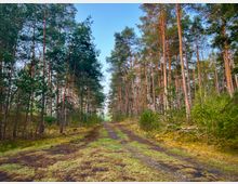 Ein Waldweg führt durch einen lichten Nadelwald mit hohen Kiefern und niedrigem Unterwuchs. Der Boden ist teils von Moos und Gras bedeckt, während der Himmel klar und blau ist.