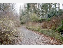 Ein schmaler, mit Laub bedeckter Weg führt durch eine winterliche Parklandschaft mit kahlen Sträuchern, hohen Laubbäumen sowie vereinzelten immergrünen Pflanzen. Rechts des Weges verläuft eine niedrige, mit Moos bewachsene Steinmauer.