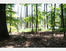 Laubwald mit dichtem Baumbestand, im Hintergrund ein von Sonnenlicht beleuchtetes Feuchtgebiet mit Wasserflächen. Auf dem Waldboden liegen trockene Äste und Laub.