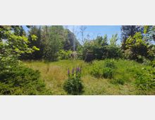 Ein grüner, überwachsener Garten mit verschiedenen Bäumen, Sträuchern und einer Wiese mit wilden Blumen. Im Vordergrund blühen violette Lupinen, und ein Baumstumpf mit einer Holzplatte darauf steht zentral im Bild.