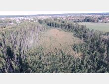 Luftaufnahme eines Waldrandes mit einer Lichtung, die von dichtem Schilf bewachsen ist. Im Hintergrund sind eine Siedlung mit Häusern und Felder sichtbar.