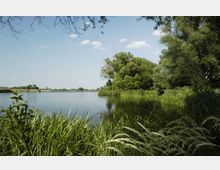 Flusslandschaft mit ruhigem Wasser, umgeben von dichter Vegetation aus Schilf und Bäumen; im Hintergrund offene Wiesen und ein blauer Himmel mit wenigen Wolken.