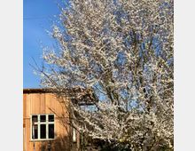 Holzgebäude mit einem sichtbaren Fenster, umgeben von einem blühenden Baum mit zahlreichen weißen Blüten, vor einem klaren blauen Himmel.