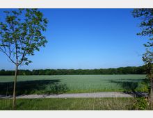 Weitläufiges Feld mit grünem Getreide, eingerahmt von einem schmalen Weg im Vordergrund und einem dichten Waldstreifen im Hintergrund, bei klarem, blauem Himmel. Ein einzelner Baum steht links im Bild.
