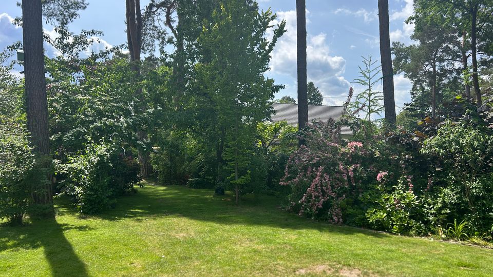Gepflegter Garten mit großer Rasenfläche, umgeben von hohen Kiefern und dichtem Strauch- und Baumbestand. Im Hintergrund sind blühende Büsche und das Dach eines Hauses zwischen dem Grün zu sehen.