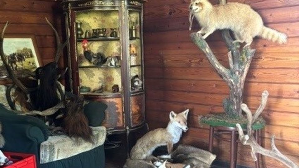 Holzgetäfelter Innenraum mit dunkler Holzvertäfelung, einer Glasvitrine mit Dekorfiguren und einem Sofa. Im Raum stehen mehrere ausgestopfte Tiere auf Sockeln sowie ein grüner Teppich auf dem Holzboden.
