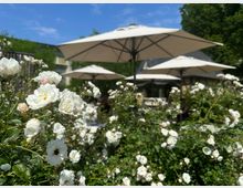Ein Außenbereich mit weißen Rosensträuchern im Vordergrund, mehreren großen weißen Sonnenschirmen und einem Gebäude mit hellen Fensterrahmen im Hintergrund. Der Himmel ist klar und blau, umgeben von grünem Laub.
