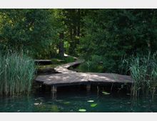 Holzsteg und schmaler Pfad, umgeben von dichtem Grün mit Schilf am Ufer eines klaren Gewässers; Seerosenblätter treiben auf der Wasseroberfläche.