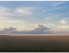 Weites Feld mit reifendem Getreide unter einem Himmel mit weißen und leicht rosa gefärbten Wolken in der Abenddämmerung. Ein schmaler Streifen Wald befindet sich am Horizont.
