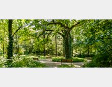 Ein Park mit dichtem Baumbestand und einem großen, mit Efeu bewachsenen Baum in der Mitte. Mehrere Parkbänke stehen entlang kleiner geschwungener Wege, umgeben von grüner Vegetation und Schatten.