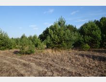 Kiefernbewaldete Landschaft mit jungen Bäumen auf sandigem, grasbewachsenem Boden unter klarem, blauem Himmel. Im Hintergrund sind dichtere Bäume zu sehen.
