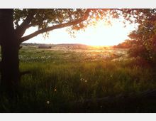 Eine Wiese bei Sonnenuntergang, umrahmt von einem Baum im Vordergrund. Die Landschaft ist mit hohem Gras und vereinzelten Löwenzahnblüten bedeckt, im Hintergrund sind Felder und sanfte Hügel erkennbar.