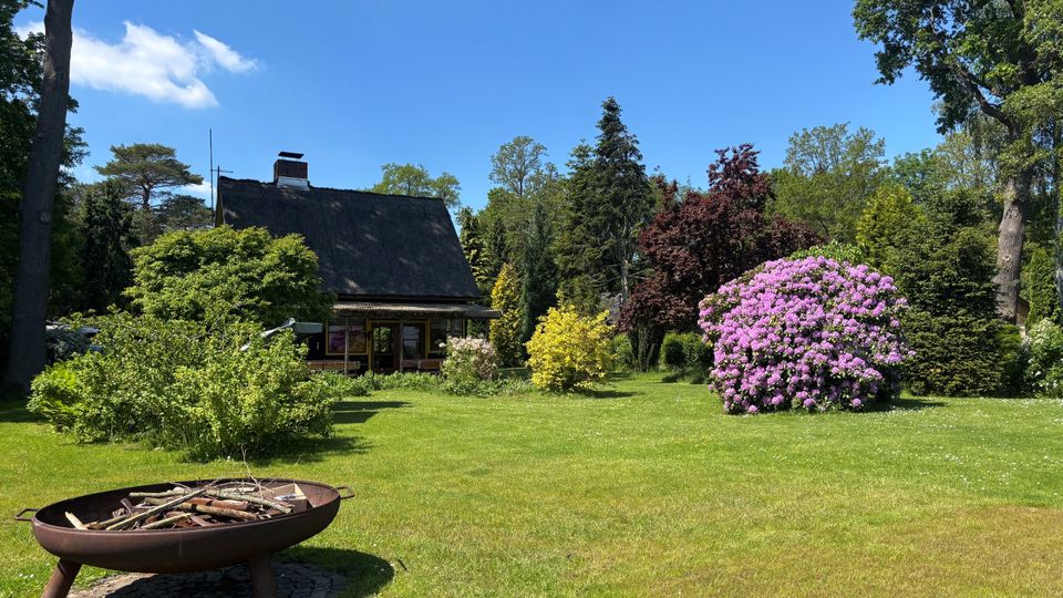 Großer Garten mit weitläufiger Rasenfläche, umgeben von hohen Bäumen und Sträuchern; im Vordergrund steht eine runde Feuerschale auf einem Steinpodest. Im Hintergrund ein kleines Haus mit Reetdach sowie blühende Büsche, darunter ein großer rosa Rhododendron.