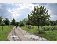 Eine ländliche Sandstraße mit Pfützen führt durch eine grüne Umgebung mit Bäumen, Feldern und einem Zaun auf der linken Seite. Rechts steht ein Baum neben einem landwirtschaftlichen Gerät und einer Infotafel; eine einzelne Person geht den Weg entlang in die Ferne.