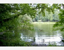Ein kleiner See von dichtem Grün umgeben, mit überhängenden Baumästen und Sträuchern im Vordergrund. Am gegenüberliegenden Ufer sind weitere Bäume und ein schmaler Pfad zu sehen.