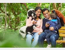 Eine Familie sitzt auf einer Holzbank inmitten eines grünen, dicht bewachsenen Tiergeheges. Schwarz-weiße und rotbraune Lemuren klettern auf die Bank und interagieren mit ihnen.