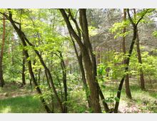 Ein dichter Wald mit zahlreichen Bäumen, darunter schlanke Stämme und üppiges Blattwerk, durchsetzt mit Sonnenlicht, das den grasbewachsenen Waldboden erhellt. Im Hintergrund sind weitere Bäume sichtbar, die eine tiefere Waldebene andeuten.