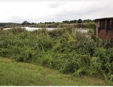 Eine Flusslandschaft mit dichtem Schilf und grasbewachsenen Ufern im Vordergrund, daneben ein hölzernes Gebäude am rechten Bildrand. Im Hintergrund sind Bäume und ein bewölkter Himmel zu sehen.