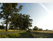 Allee mit hohen Bäumen entlang einer schmalen Landstraße, flankiert von Feldern mit hohem Gras und Getreide; im Hintergrund ein klarer Himmel mit leichter Bewölkung.