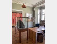 Ein Raum mit Schreibtisch aus Holz, Holzfußboden mit sternförmigen Verzierungen und einem Glaskasten auf einem Holzgestell. An der Wand hängen ein Gemälde und eine ausgestopfte weiße Eule; durch Fenster fällt Tageslicht ein. Im Hintergrund befindet sich ein rot-gemustertes Stoffelement an einer Stange.