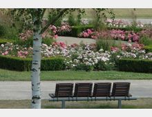 Ein gepflegter Park mit blühenden Rosenbeeten in Rosa- und Weißtönen, umgeben von kleinen Buchsbaumhecken. Im Vordergrund stehen eine Birke und eine Holzbank an einem Kiesweg.