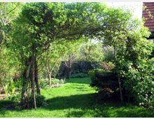 Ein grüner Garten mit einem bogenförmigen Rankgerüst aus Holz, das dicht mit Pflanzen und Blättern bewachsen ist. Im Hintergrund sind weitere Bäume, Sträucher und eine Rasenfläche erkennbar.