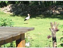 Ein Storch steht auf einer grünen Rasenfläche in einem Garten, umgeben von Bäumen und einer steinernen Mauer im Hintergrund. Im Vordergrund sind ein Holztisch und Pflanzen sichtbar.