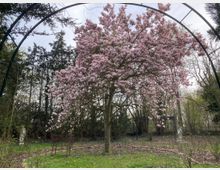 Ein Garten mit einem großen Magnolienbaum in voller rosa Blüte, umgeben von hohen Bäumen. Im Vordergrund befinden sich ein Metallbogen und eine Gartenbank, im Hintergrund sind Statuen und weitere Vegetation zu sehen.