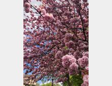 Blühender Kirschbaum mit dichten rosa Blüten, die den Himmel fast vollständig bedecken; im Hintergrund sind Teile eines Gebäudes, eine Straßenlaterne und grüne Blätter weiterer Bäume sichtbar.