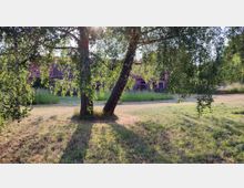 Zwei Bäume stehen auf einer Wiese im Vordergrund, durch deren Blätter Sonnenlicht fällt. Im Hintergrund ist ein Gebäude mit roten Ziegeldächern und einer verwilderten Umgebung zu sehen.