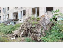 Verlassenes und heruntergekommenes Gebäude mit beschädigten Fenstern und Wänden, bedeckt von Graffiti. Im Vordergrund ein umgestürzter Baumstumpf mit freiliegenden Wurzeln, umgeben von dichtem Unkraut und Gestrüpp.