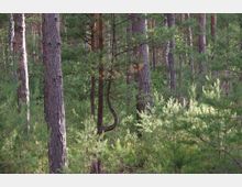 Ein dichter Kiefernwald mit hohen Baumstämmen und einer Vielzahl von niedrig wachsenden, grünen Zweigen. Sonnenlicht scheint durch die Bäume und beleuchtet stellenweise den Waldboden und das Unterholz.