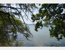 Blick durch überhängende Äste eines Baumes auf einen klaren See mit ruhigem Wasser; am Horizont ist eine Waldlandschaft und ein Segelboot zu sehen.