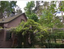 Holzhaus mit einem schrägen Ziegeldach, umgeben von einem Garten mit blühender Glyzinie und hohen Bäumen im Hintergrund. Die Umgebung zeigt eine naturbelassene, waldähnliche Landschaft.