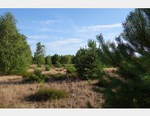Weite Heidelandschaft mit trockener, goldener Vegetation, durchsetzt von kleinen und mittleren Kiefern sowie vereinzelten Birken, unter einem klaren blauen Himmel. Im Hintergrund ist ein dichterer Wald sichtbar.