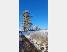 Ein verschneiter Feldweg führt durch eine winterliche Landschaft mit gefrorenem Gras und hohen Bäumen, die mit Raureif bedeckt sind, vor einem klaren, blauen Himmel.