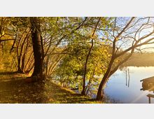 Waldstück am Ufer eines Sees in der Abendsonne, mit Bäumen, teils grünem und teils herbstlichem Laub und einem kleinen Steg, der ins Wasser ragt. Die Umgebung wirkt ruhig, mit der Sonne, die warmes Licht durch die Äste wirft.