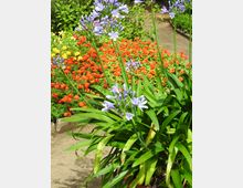 Ein Blumenbeet in einem Garten mit lila-blühenden Schmucklilien (Agapanthus) im Vordergrund und einer rot-gelb leuchtenden Blumenpracht im Hintergrund. Ein gepflasterter Weg verläuft rechts entlang des Beets.