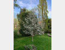 Ein blühender Baum mit weißen Blüten steht in der Mitte eines gepflegten Gartens mit grünem Rasen. Im Hintergrund sind dichte Büsche, hohe Bäume und ein blauer Himmel zu sehen, rechts liegt eine Holzliege.