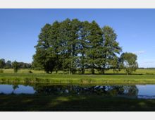 Eine Landschaft mit einer Reihe hoher, dicht bewachsener Bäume in einer grünen Wiese, im Vordergrund ein ruhiger, schmaler Fluss, der den Himmel und die Bäume spiegelt. Der Himmel ist klar und blau, die Umgebung wirkt ruhig und weitläufig.