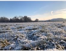 Schneebedeckte Wiese in einer winterlichen Landschaft mit kahlen Bäumen im Hintergrund, Windrädern in der Ferne und einem sanften Hügel am rechten Bildrand unter klarem, blauem Himmel.