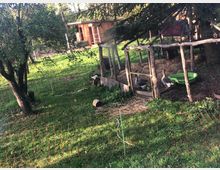 Grüne Wiese mit einem kleinen Gehege aus Holz und Draht, in dem Gänse zu sehen sind. Im Hintergrund steht ein Holzschuppen, und ein Baum sowie ein Maschendrahtzaun grenzen den Bereich ab.