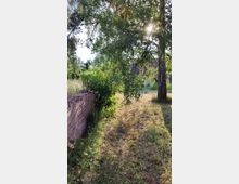 Grüne Gartenlandschaft mit einem Grasweg, flankiert von einer niedrigen Ziegelmauer auf der linken Seite und Bäumen auf der rechten Seite, durch die die Sonne scheint. Im Hintergrund sind dichte Büsche und ein Gebäude mit rotem Ziegeldach erkennbar.