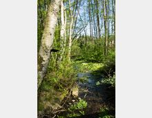 Waldlandschaft mit einem kleinen Bach, umgeben von dichtem Grün und Laubbäumen, deren helle Stämme in die Höhe ragen. Im Vordergrund sind Gräser, Farne und Moos entlang des Bachufers zu sehen.