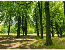 Ein sonniger Park mit hohen, grünen Bäumen, deren Blätter dichten Schatten auf den grasbedeckten Boden werfen. Im Hintergrund ist eine offene Wiese mit weiteren Bäumen sichtbar.